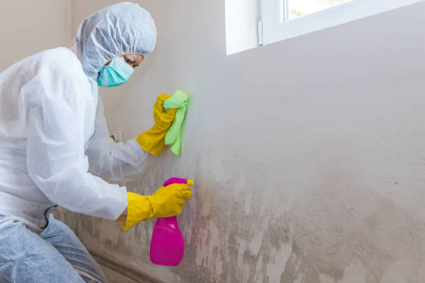 Best Water Damage & Mold Remediation  in USA